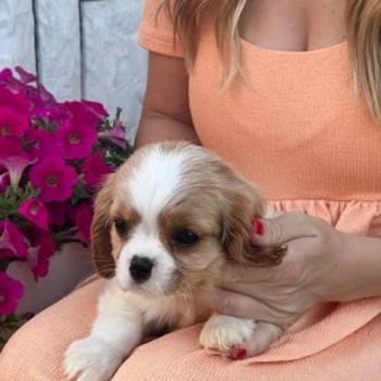 CAVALIER KING CHARLES  spaniel štenci