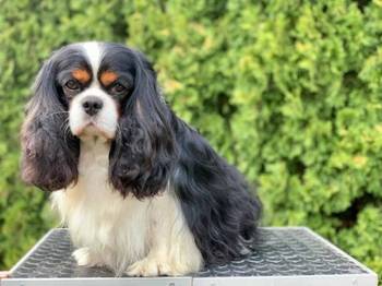 CAVALIER KING CHARLES  spaniel štenci