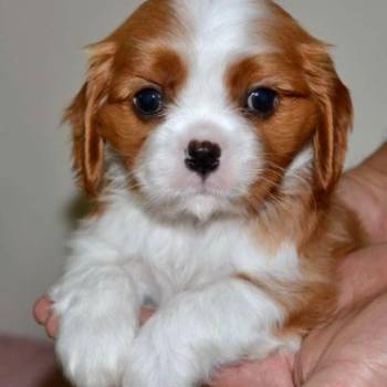 CAVALIER KING CHARLES  spaniel štenci