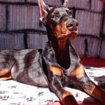 Doberman , štenci