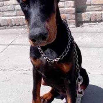 Doberman , štenci