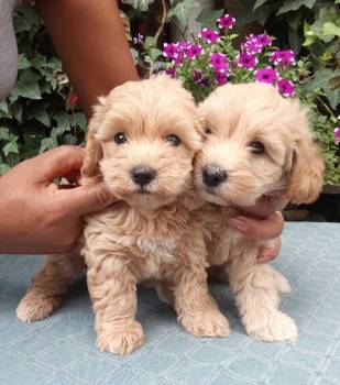 MALTIPOO stenad