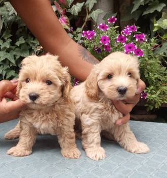 MALTIPOO stenad