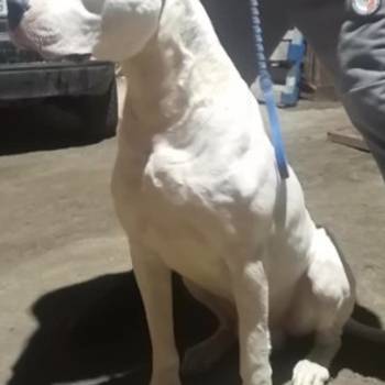 Na prodaju štenci Dogo Argentino