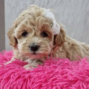 Preslatke bebice MALTIPOO