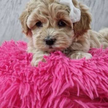 Preslatke bebice MALTIPOO