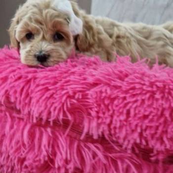 Preslatke bebice MALTIPOO