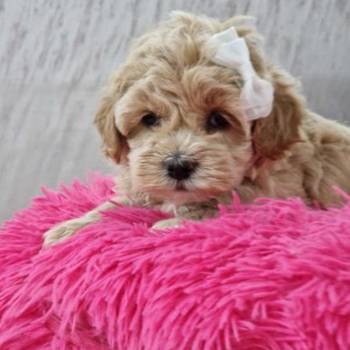 Preslatke bebice MALTIPOO