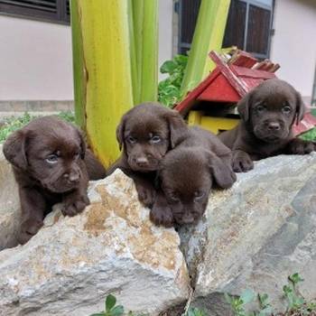 Labrador retriver štenci braon boje