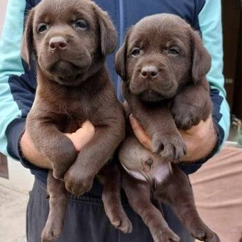 Labrador retriver štenci braon boje