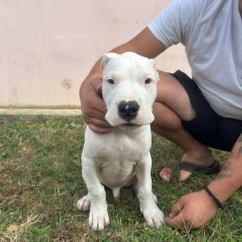 Dogo Argentino štenci