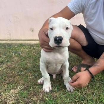 Dogo Argentino štenci