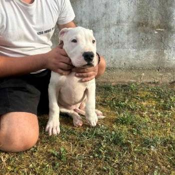 Dogo Argentino štenci