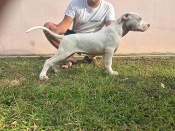 Dogo Argentino štenci