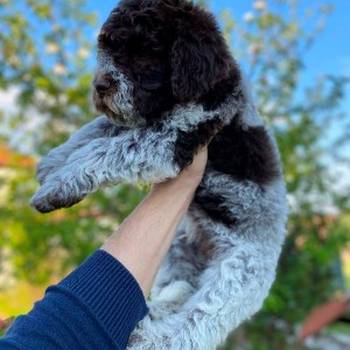 Lagotto Romagnolo štenci