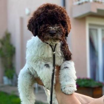 Lagotto Romagnolo štenci