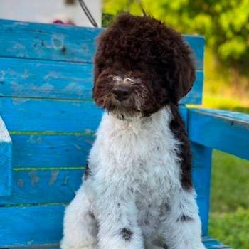 Lagotto Romagnolo štenci