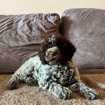 Lagotto Romagnolo štenci