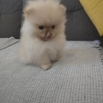 Pomeranac