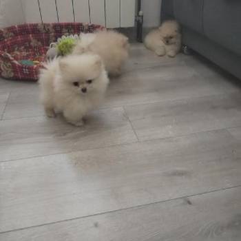 Pomeranac