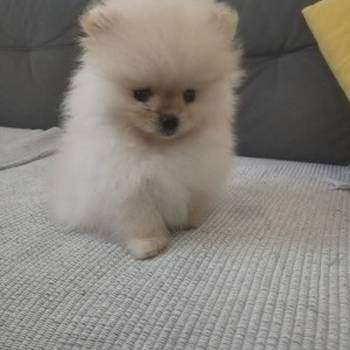 Pomeranac