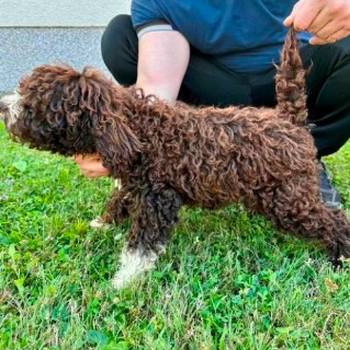 Lagotto Romagnolo, dostupni štenci