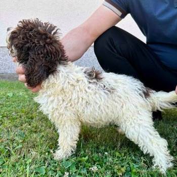 Lagotto Romagnolo, dostupni štenci