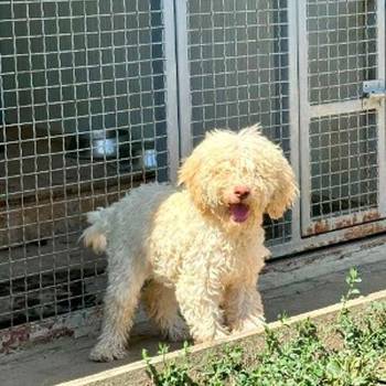 Lagotto Romagnolo, dostupni štenci