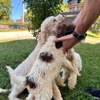 Lagotto Romagnolo, dostupni štenci