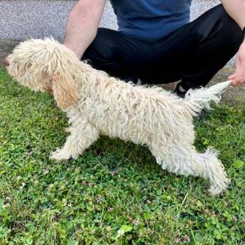 Lagotto Romagnolo, dostupni štenci