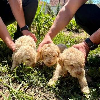 Lagotto Romagnolo, dostupni štenci