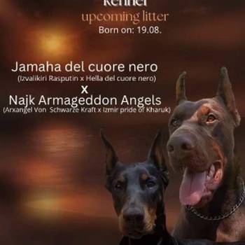 Doberman prelepi štenci