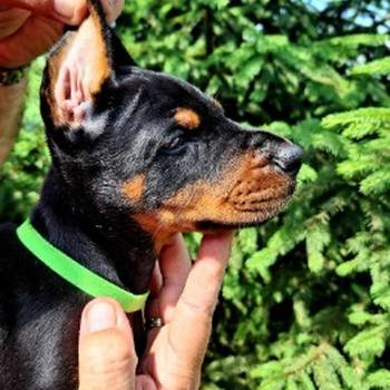 Doberman prelepi štenci