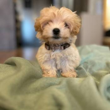 Maltipoo štenci