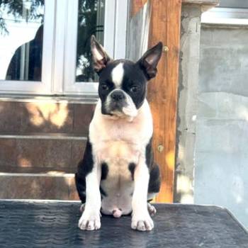 Boston terrier stenci