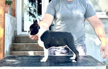 Boston terrier stenci