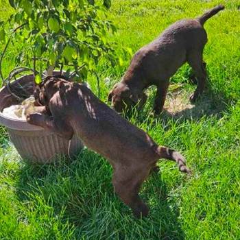 Čokoladni Labrador, ženke