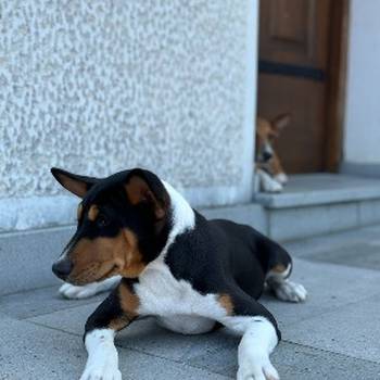 Basenji TOP musko stene