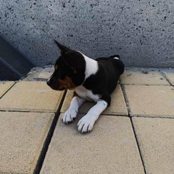 Basenji TOP musko stene