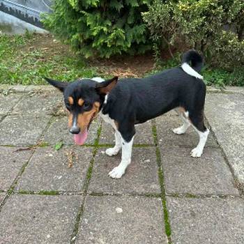 Basenji TOP musko stene