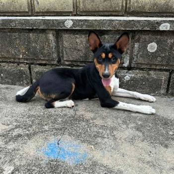 Basenji TOP musko stene