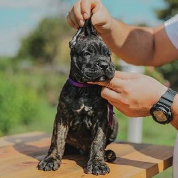 Cane Corso vrhunski štenci