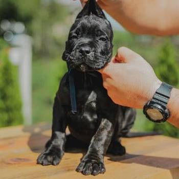 Cane Corso vrhunski štenci