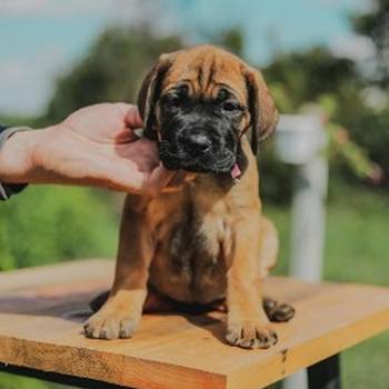 Cane Corso vrhunski štenci