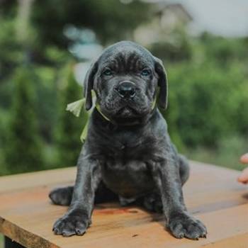 Cane Corso vrhunski štenci