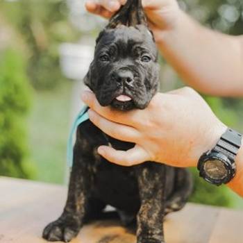 Cane Corso vrhunski štenci