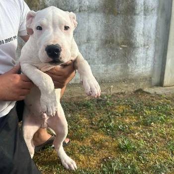 Stenci Dogo Argentino