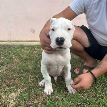 Stenci Dogo Argentino