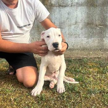 Stenci Dogo Argentino