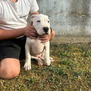 Stenci Dogo Argentino